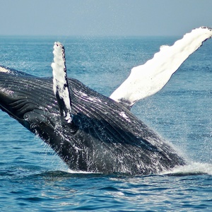 Baleine et rorqual