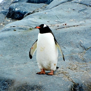 Petit pingouin